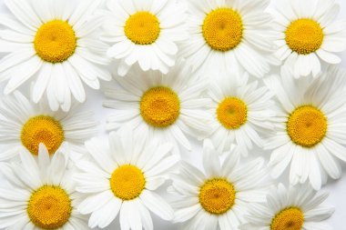 Papatyalı beyaz arka plan. Çiçekler..