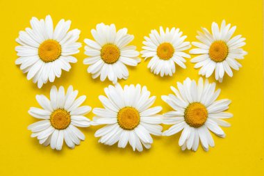 Sarı arka planda bahar yaz deseni papatya çayı.