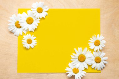 Sarı arka planda bahar yaz deseni papatya çayı.