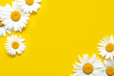 Sarı arka planda bahar yaz deseni papatya çayı.