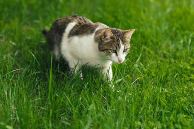 Güzel, yetişkin kedi avcısı yeşil çimlerde fare avlıyor..