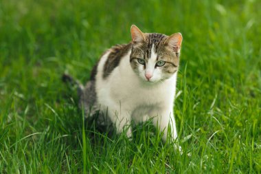 Güzel, yetişkin kedi avcısı yeşil çimlerde fare avlıyor..