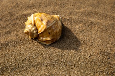 Arka planda kum olan deniz kabukları