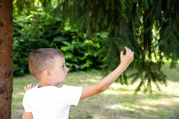 Meraklı genç çocuk parktaki yeşil ladin ağacına dokunuyor. Eğitim. Doğa aşk konsepti