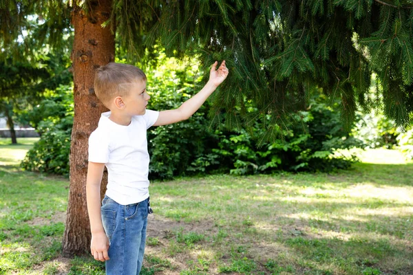 Meraklı genç çocuk parktaki yeşil ladin ağacına dokunuyor. Eğitim. Doğa aşk konsepti