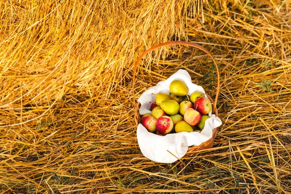 Samanlığın yanında elma ve armut dolu bir sepet. Yaz ya da sonbaharda köyde hasat. Gün batımında sağlıklı yiyecekler
