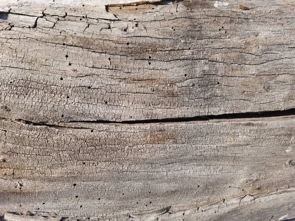Vieille texture rustique en bois extérieur. Arbre abîmé. Fond avec espace pour le texte — Photo