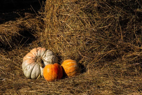 Citrouille près du foin dans une ferme. Activité automnale - récolte — Photo