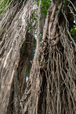 Güzel maymunlar ağaçta oturuyor ve bakıyor.