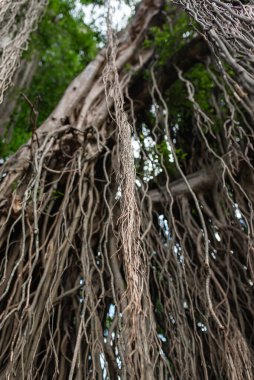 Güzel maymunlar ağaçta oturuyor ve bakıyor.