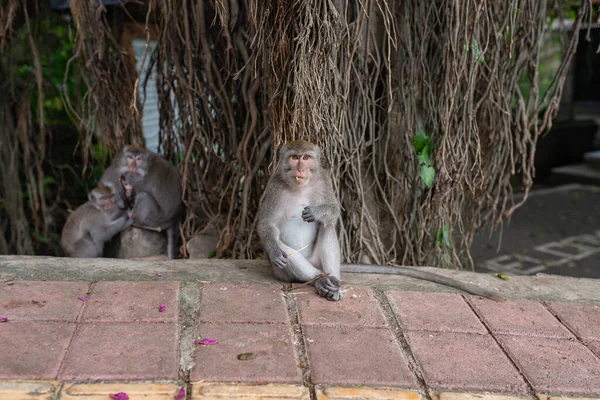 Macaco Bonito Sentado Estrada Olha Para Lente Fundo Madeira Videira — Fotografia de Stock