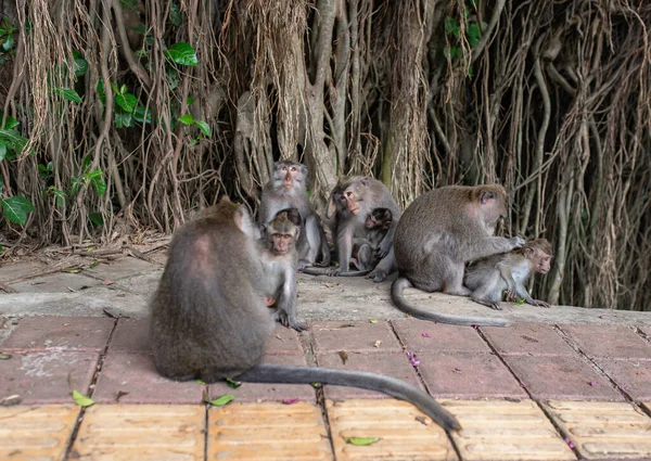 Beautiful Monkey Sitting Road Looks Lens Background Wood Vine — Stock Photo, Image