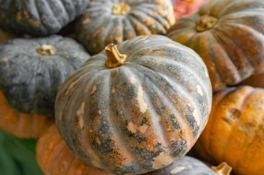 Meyve ve sebze markında sarı balkabakları