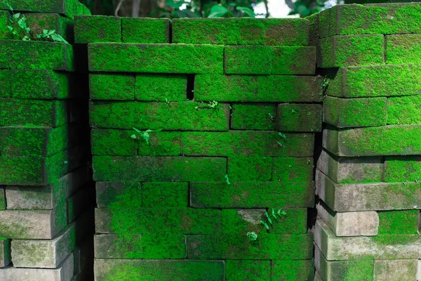 Photograph Brick Wall Moss Rear Background Green Moss — Stock Photo, Image
