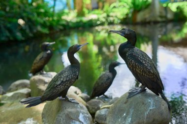 Kavisli gagalı ve parlak mavi gözlü karabataklar bir ston üzerinde otururken çok güzeldir.