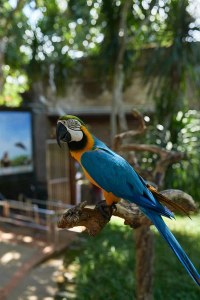 Gul Papegoja Cockatoo Med Blå Fjädrar Sitter Gren Skuggan Mot — Stockfoto