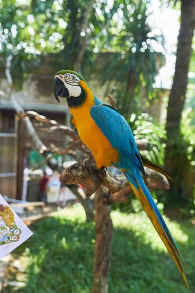 Gul Papegoja Cockatoo Med Blå Fjädrar Sitter Gren Skuggan Mot — Stockfoto