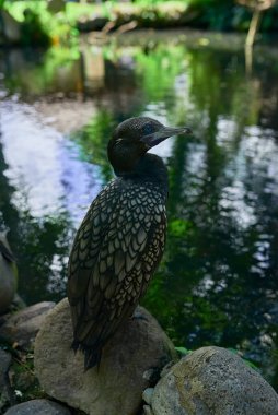 Kıvrık gagalı ve parlak mavi gözlü bir karabatak bir ston üzerinde otururken çok güzeldir.