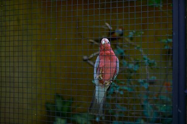 Pembe papağan, patileri otobüsün arka planında sıkışmış.