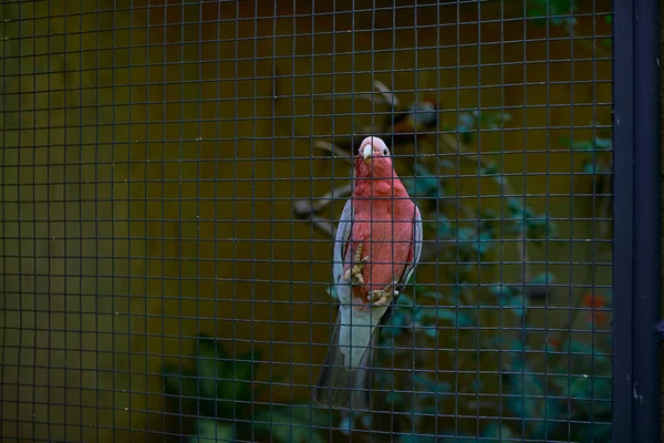 Pink Parrot Caught Cage Its Paws Background Bushe — Stock Photo, Image