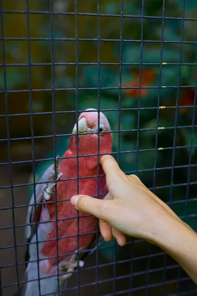 Perroquet Rose Rare Dans Une Cage Joue Avec Les Mains — Photo