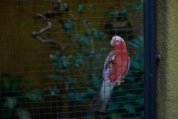 Розовый Попугай Пойманный Клетке Лапами Фоне Буша — стоковое фото