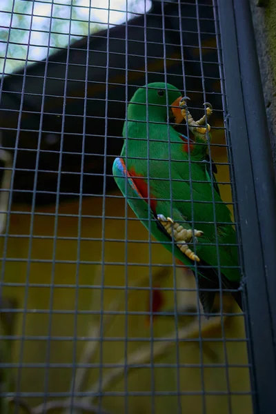 Perroquet Vert Est Assis Dans Une Cage Sur Fond Des — Photo