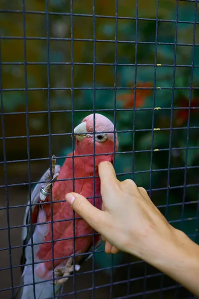 Papagaio Rosa Raro Uma Gaiola Brinca Com Mãos Uma Menina — Fotografia de Stock