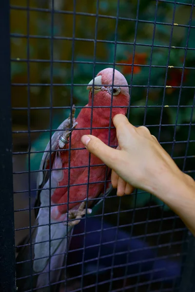 Perroquet Rose Rare Dans Une Cage Joue Avec Les Mains — Photo