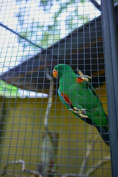 Papagaio Verde Senta Uma Gaiola Contra Fundo Arbustos Gnaws Cag — Fotografia de Stock