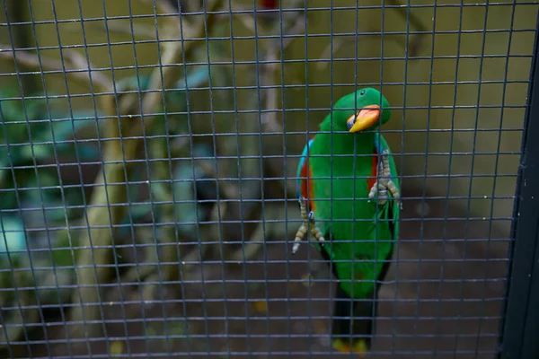 Green Parrot Sits Cage Background Bushes Gnaws Cag — Stock Photo, Image