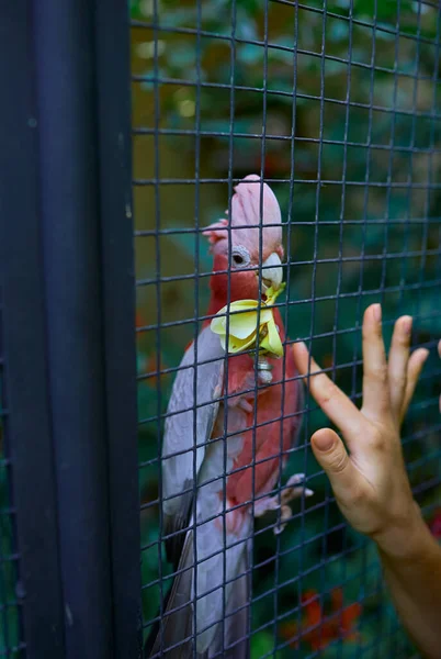 Raro Loro Rosa Una Jaula Juega Con Las Manos Una — Foto de Stock