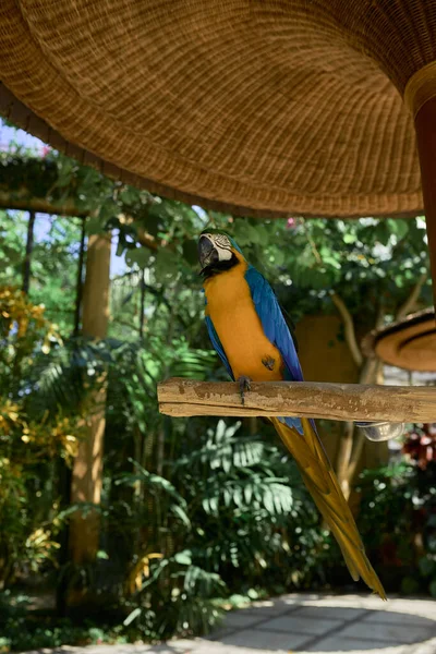 Żółty Papuga Kakadu Niebieskimi Piórami Siedzi Gałęzi Cieniu Tle Zieleni — Zdjęcie stockowe