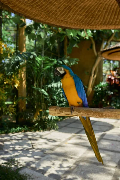 Gul Papegoja Cockatoo Med Blå Fjädrar Sitter Gren Skuggan Mot — Stockfoto