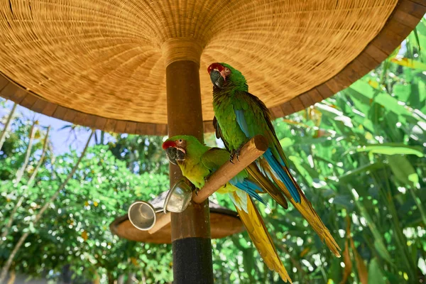 Két Zöld Kakadu Papagáj Egy Ágon Árnyékban Bokrok Gras Háttér — Stock Fotó