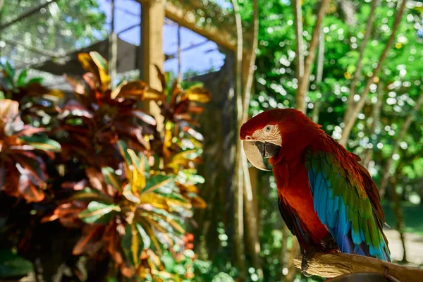 Röd Cockatoo Papegoja Med Vackra Fjädrar Sitter Gren Mot Bakgrund — Stockfoto