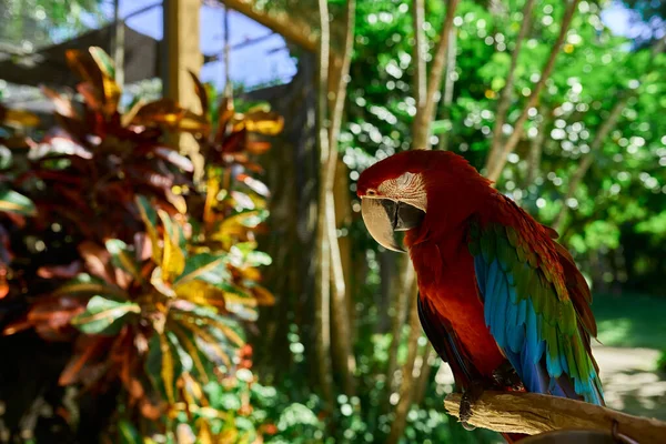 Röd Cockatoo Papegoja Med Vackra Fjädrar Sitter Gren Mot Bakgrund — Stockfoto