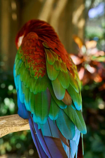 Piros Kakadu Papagáj Gyönyörű Tollak Egy Ágon Hátán Zöld — Stock Fotó
