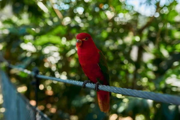 Красный Попугай Зелеными Крыльями Сидит Тротуаре Фоне Зеленого Дерева — стоковое фото