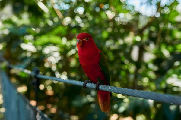 Perroquet Rouge Aux Ailes Vertes Assis Sur Trottoir Sur Fond — Photo