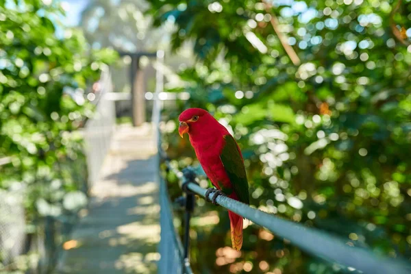 Roter Papagei Mit Grünen Flügeln Sitzt Auf Einem Bürgersteig Vor — Stockfoto