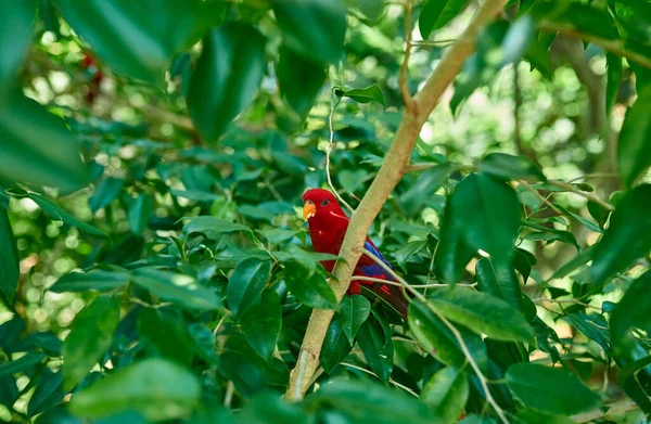 Cockatoo Parrot Red Feathers Sitting Branch Tropics Eating Foo — Stock Photo, Image