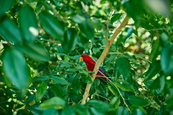 cockatoo parrot with red feathers sitting on a branch in the tropics and eating foo