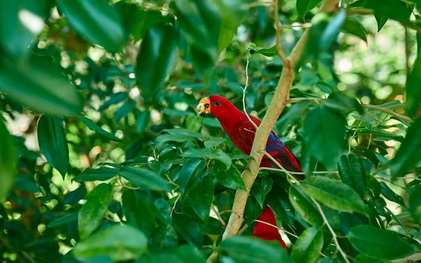 Zwei Rote Papageien Sitzen Auf Einem Ast Und Fressen Futter — Stockfoto