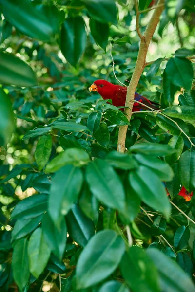 Perroquet Cacatoès Aux Plumes Rouges Assis Sur Une Branche Sous — Photo
