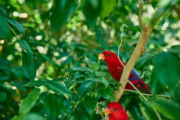Two Red Parrots Sit Tree Branch Eat Food Green Backgroun — Stock Photo, Image