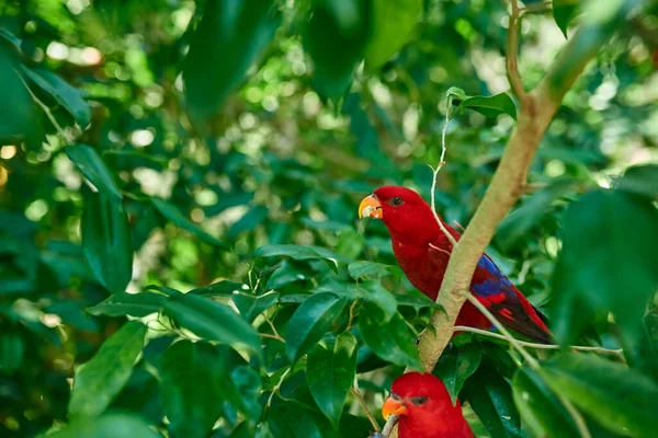 Due Pappagalli Rossi Siedono Ramo Albero Mangiano Cibo Backgroun Verde — Foto Stock