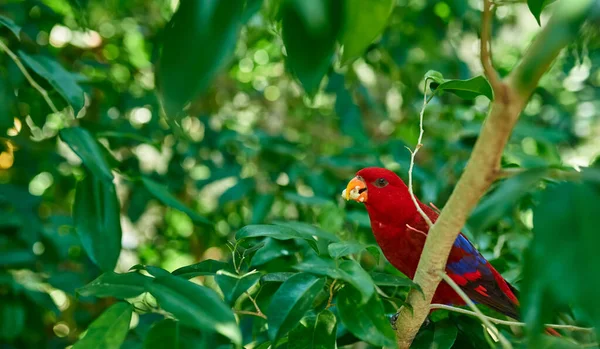 Kakadu Papagei Mit Roten Federn Sitzt Den Tropen Auf Einem — Stockfoto