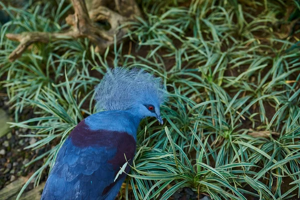 Rare Blue Dove Red Eyes Stands Ground Shade Background Grass — Stock Photo, Image