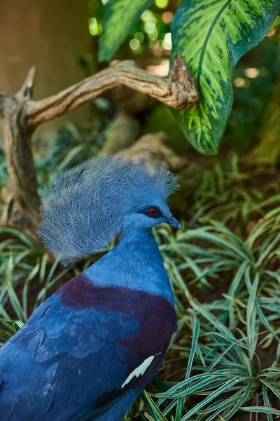 A rare blue dove with red eyes stands on the ground in the shade against a background of grass and path
